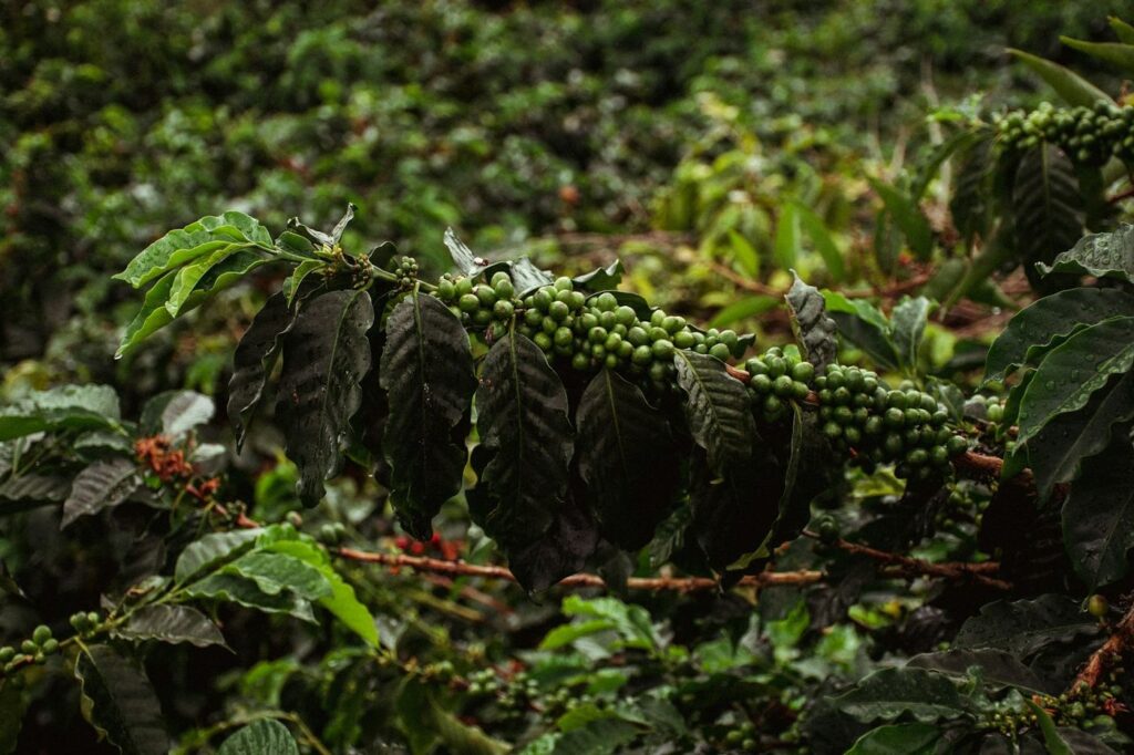 Granos de café verdes y rojos en la rama, en Buenavista, Quindío