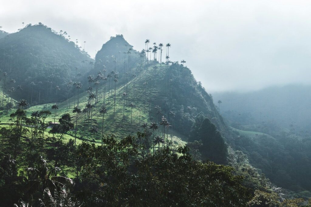 Montañas con niebla y palmas de cera en Salento, Quindío