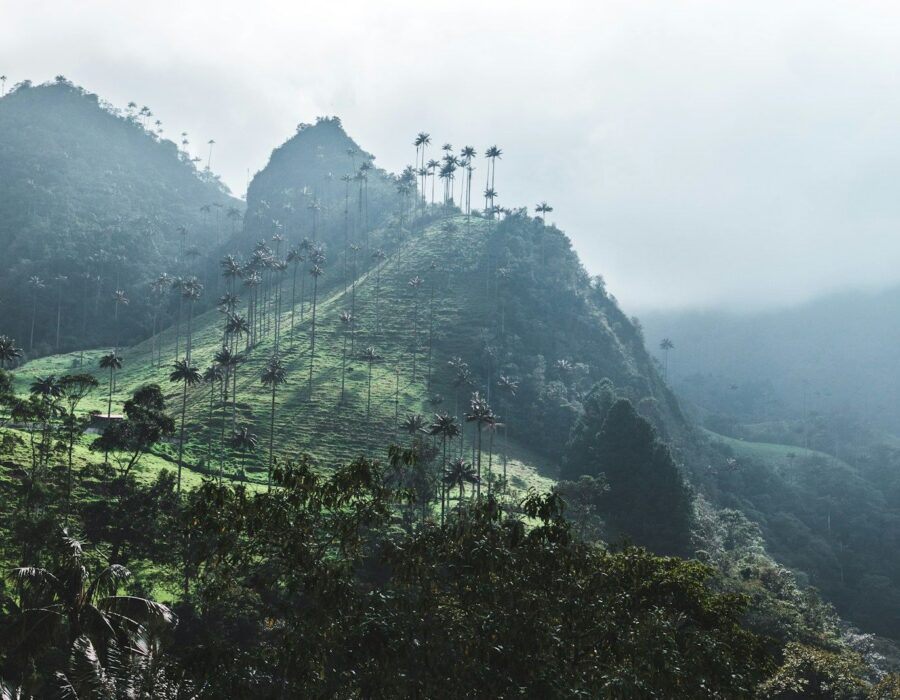 Montañas con niebla y palmas de cera en Salento, Quindío