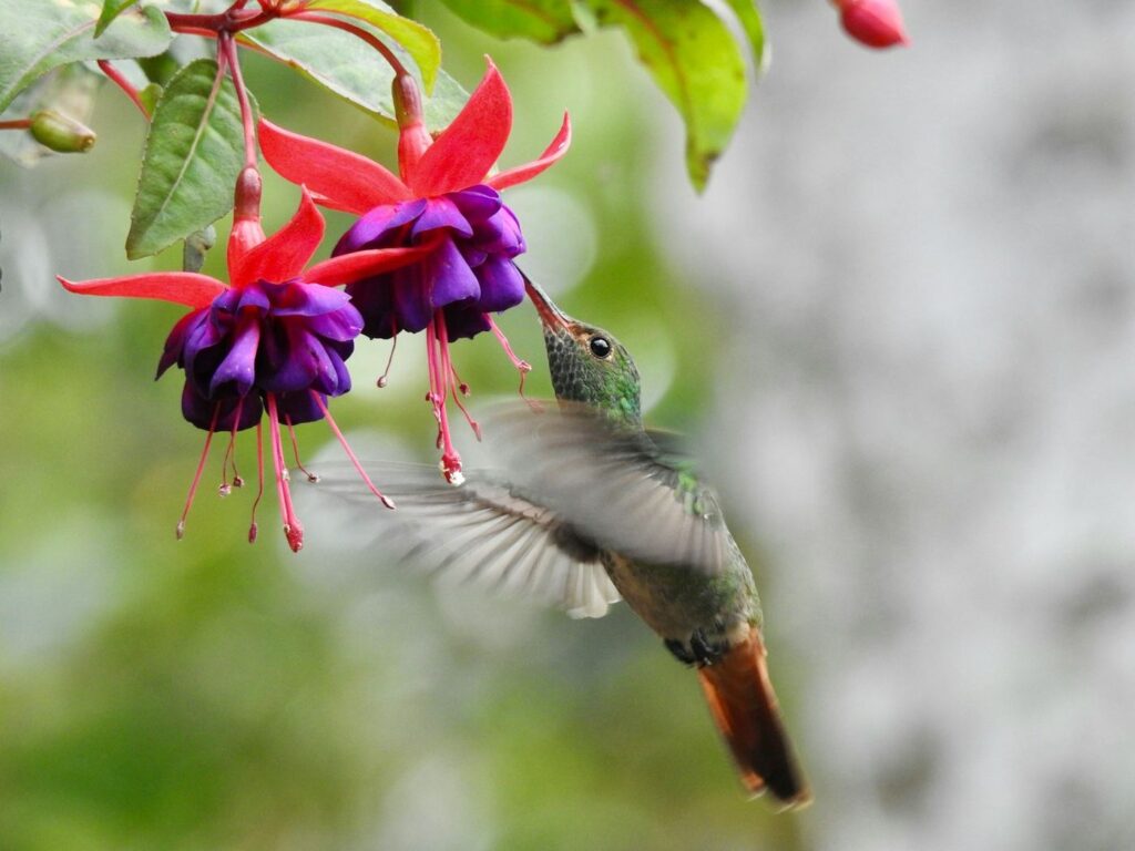 Colibrí en vuelo junto a una flor fucsia
