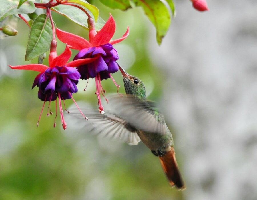 Colibrí en vuelo junto a una flor fucsia