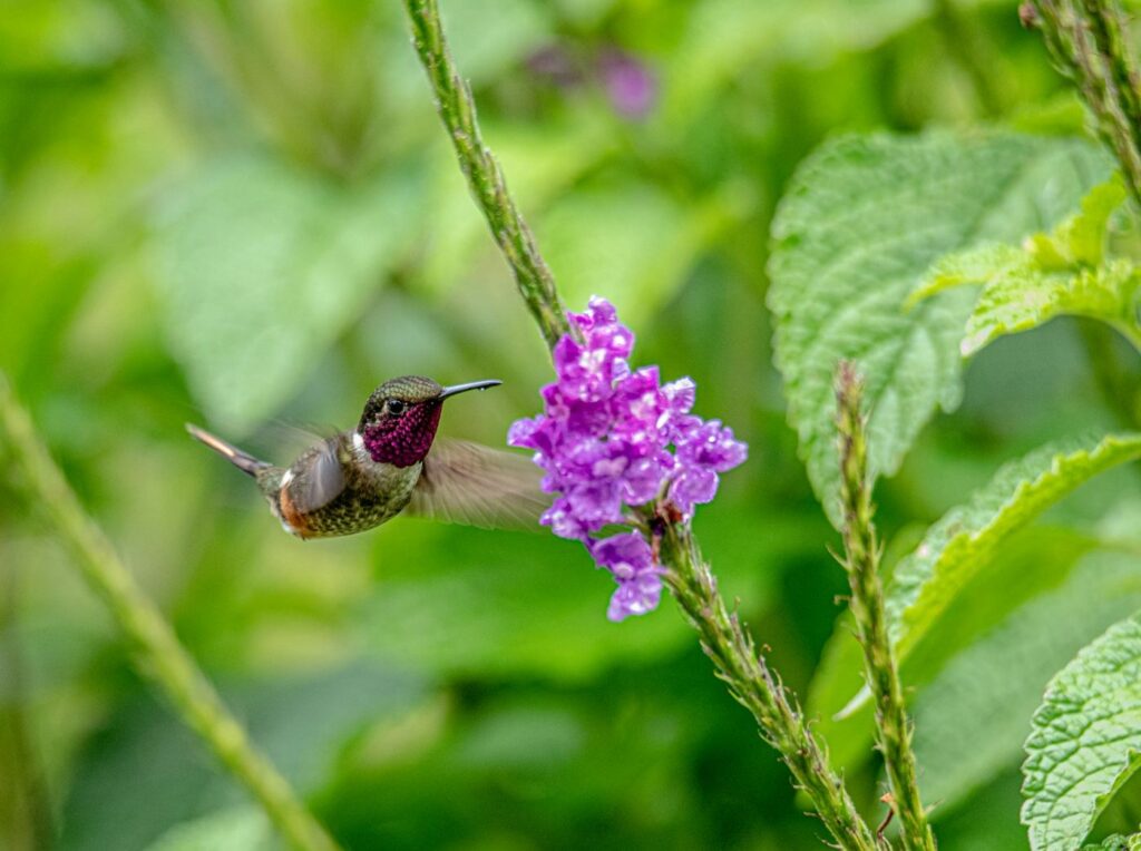 Colibrí junto a flores moradas