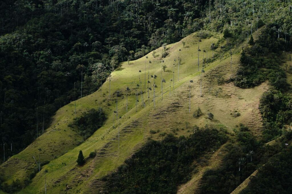Ladera verde con palmas de cera en el Valle de Cocora