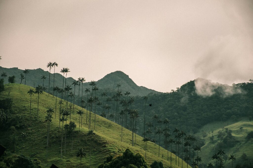 Palmas de cera entre colinas con niebla en el Valle de Cocora, Salento, Quindío