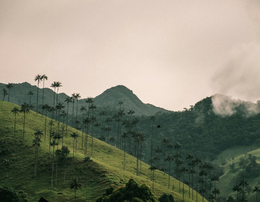 Palmas de cera entre colinas con niebla en el Valle de Cocora, Salento, Quindío